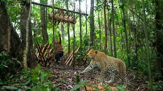 Black panthers attack, fear in the forest, ambush traps. black panther, survival. alone