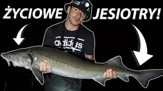 LIFETIME STurgeons AND BEAUTIFUL CARPS ON A 3-DAY NIGHT! THE WAR'S FISHING POINT!