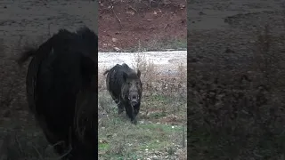 Wild boar hunting #okaysahin #youtubeshorts #wildlife