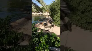 Крокодиловая ферма июнь 2019 Тунис Джерба Crocodile Farm Tunisia Djerba