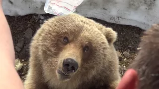 медведица пришла в гости покушать - 9.Камчатка,Россия(bear came to visit out - 9.Kamchatka, Russia)