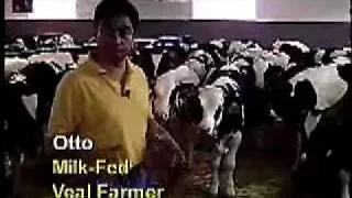 Caring for Milk Fed Veal Calves Video