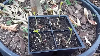 How to grow a Moringa tree or bush from seed! In 5 days!