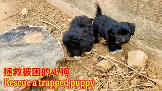 The puppy accidentally fell into a ditch and almost starved to death for many days.