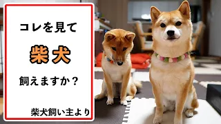 Take a look before deciding to raise a Shiba Inu. "If you can't do even one, give up Shiba Inu"