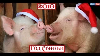 Год Свиньи 2019 - удачи и процветания в Новом году!