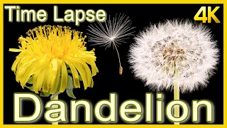 Dandelion Flower to Seed Head Time Lapse