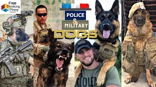 10 ASTIG na Aso ng Pulis at Militar| Top 10 Stongest Military Dog Breed