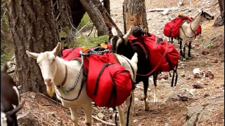 Goat Packing the Marble Mt. Wilderness