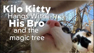 Kilo Kitty POV-Kilo and his brother explore a magic forest, including inside of a tree!