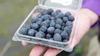 #3 Postharvest Blueberry Management