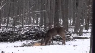 Two Deer with one arrow on one shot