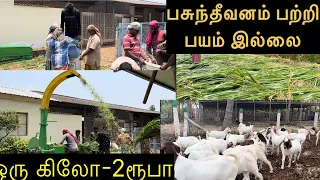 சூப்பர் நேப்பியர்ல சிலேஜ்!!super Napier silage|process of silage making…