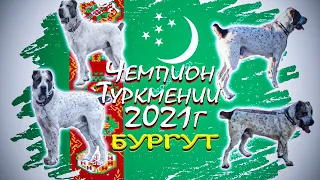 Чемпион Бургут/Чемпион Туркмении 2021 года/Ашгабат Гокдже/Мощный Алабай