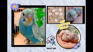 Rainbow baby budgie growth stage day 1 to day 45|baby budgies day by day