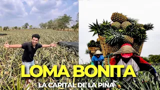 LOMA BONITA , OAXACA 🍍 La CAPITAL de la PIÑA | Así es el SOTAVENTO