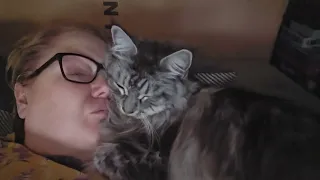 Maine Coon Cat Luna AKA (The Mafia ) keeping me sweet. with kisses 💋