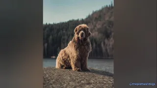 Newfoundland Dogs being the funniest and cutest dogs for 5 minutes straight
