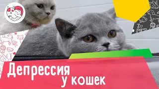 5 признаков депрессии у кошек