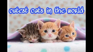 Cutest cats in the world 💗 Funny cats, cute kittens videos
