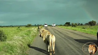 Lets Follow Casper The White Lion And Brothers Into The New Year