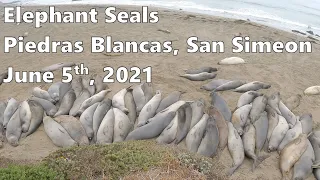 Elephant Seals - Piedras Blancas, San Simeon - June 5th, 2021 - 4K