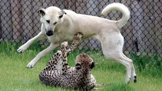 Fearless Dogs Playing with Cheetah Videos - Cheetah and Dog Friends - Dog and Cheetah Friends