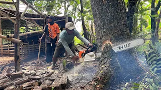 Deliberately destroyed !! Cut down 3 trembesi trees near the cage, Stihl ms 881.