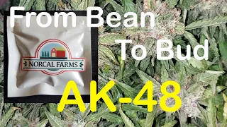 From Bean To Bud: AK-48