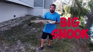 Small Bridge "BIG" Snook!