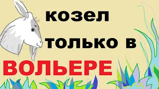 ДЕРЖУ КОЗЛА ТОЛЬКО В ВОЛЬЕРЕ. хотя  это тяжело и бывают синяки