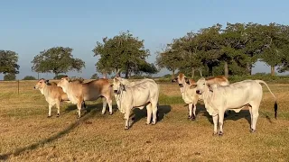 Broken Triangle Grey Brahman Heifers For Sale