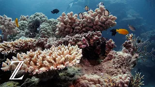 Australien: Great Barrier Reef könnte Weltnaturerbe-Status verlieren