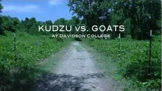 Kudzu? No Problem! We're bringing in the goats!