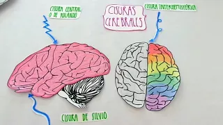 CISURAS CEREBRALES