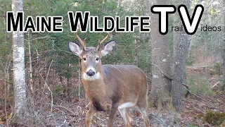 Black Bear | Buck | Rut | Deer | Bobcat | Coyote | Turkey | Trail Cam | Maine Wildlife Trail Video