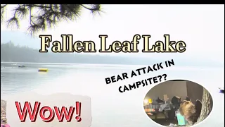 LAKE TAHOE  CAMPING 2021 | BEAR IN CAMPSITE |California