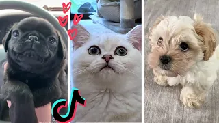 These Might Be The Most Adorable Pets on TikTok ~ Try Not to Say Awww! 😻🐶