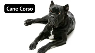 The Cane Corso: Ancient Guard Dog or Goofy Giant? (Trainable, Loyal, Powerful)