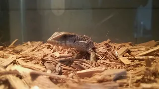 Introduction Video: First reptile "Spike" a Savannah Monitor