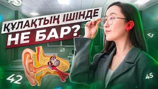 Құлақтың ішінде не бар? | ҰБТ Биология 2024