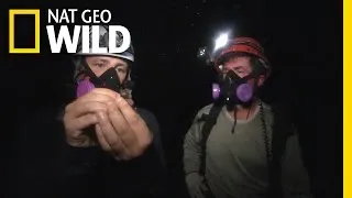 The Bat Cave! | America the Wild