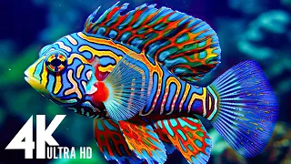 Aquarium 4K VIDEO (ULTRA HD) - Majestic Coral Reef Fish in 4K ULTRA HD with Relaxing Music