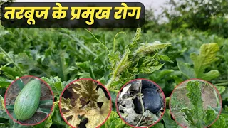 तरबूज में लगने वाले रोग कारण एवं उपाय // watermelon disease and control