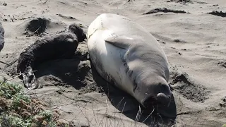 Elephant Seals at San Simeon