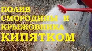 Полив смородины и крыжовника  кипятком