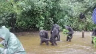 Liberians need help to care for research chimps