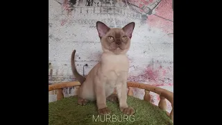 Питомник кошек породы Бурма. "MURBURG"                              http://www.murburg.ru/котята/