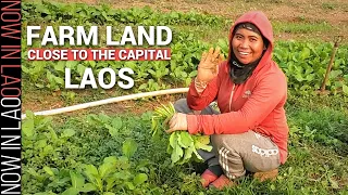 Farm Land Close to the Capital of Laos | Now in Lao