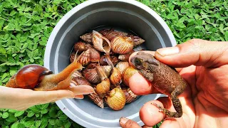 WOW FUN! Looking for Cute Snail Snails and Finding Cute Frogs [Snail Snails & Hermit crabs]